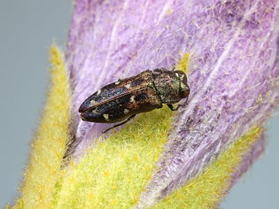 Neospades sp. Narrow variant, PL3597A, female, on Hibiscus solanifolius, NW